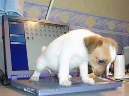 12個動物們也會出搥的尷尬時刻XD～