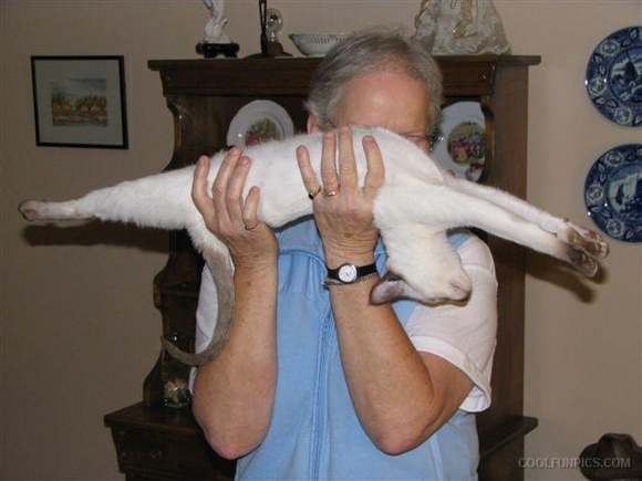 你確定知道你的貓咪在做什麼嗎？