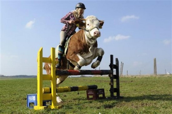 把牛當馬騎的德國「牛」仔妹