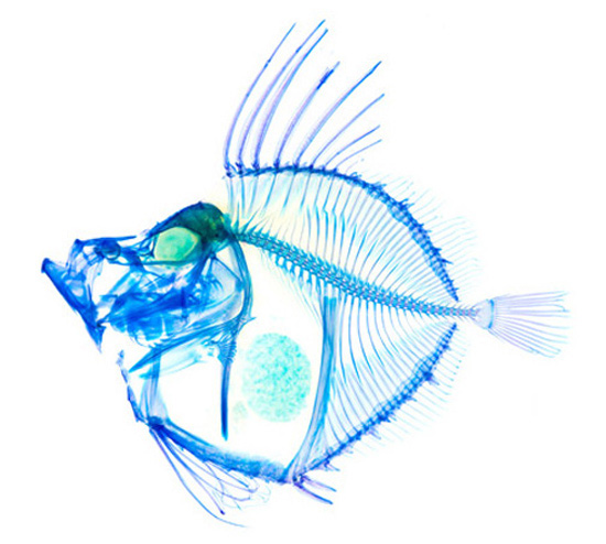 超吸睛的透明染色海底生物標本