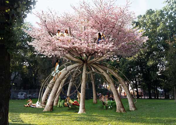 沒有耐心還看不到的團圓櫻花樹