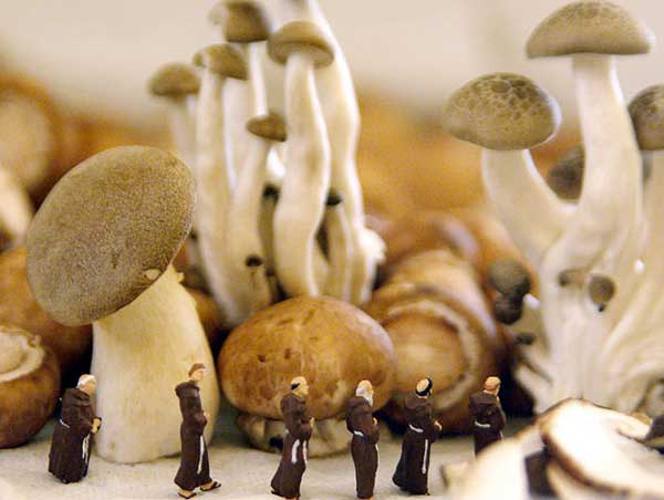 處處充滿驚喜與趣味的食物小世界