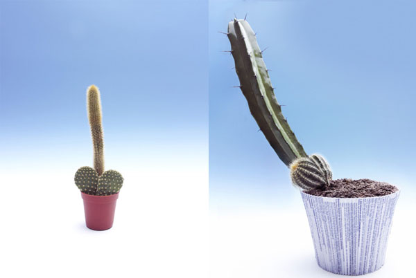 善於擬態的藝術家Sarah Illenberger