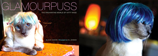 不只是政治人物喜歡帶假髮，貓咪也是！