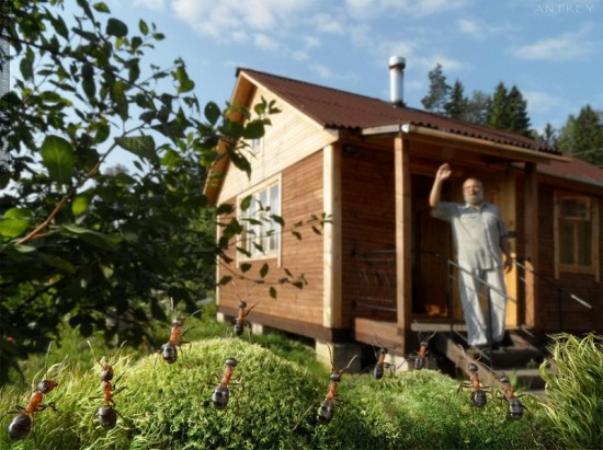 用攝影寫故事：窺探螞蟻的驚喜世界Andrey Pavlov