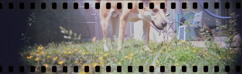 復古風景全收進快門！Lomography 推出「可拍全景」的風格底片相機，每一張都是驚喜