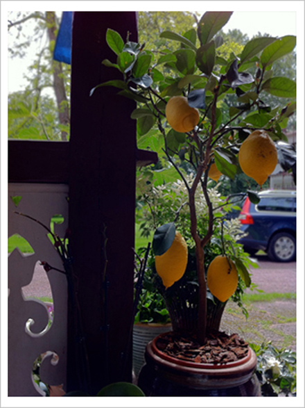 想像與現實結合的奇幻世界 Johan Thörnqvist