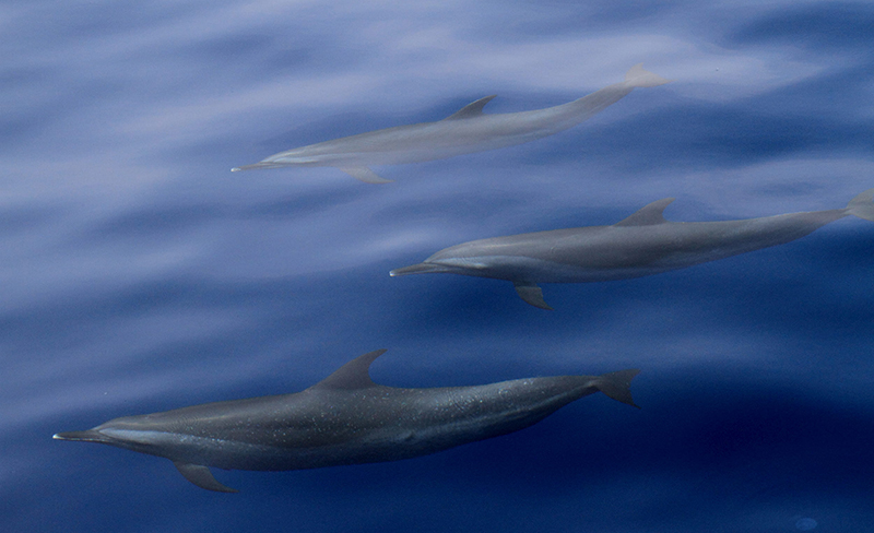 世界地球日來上傳瀕危的台灣白海豚身影！Canon 號召攝影迷響應海保署「西海岸白海豚數量監測計畫」