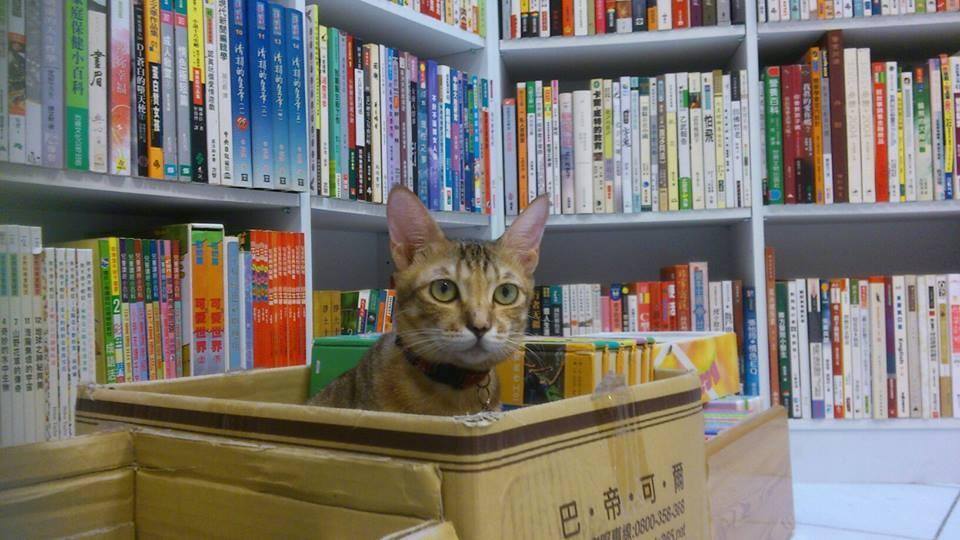 【天天卡】追尋舊書的老靈魂－全台二手書店巡禮