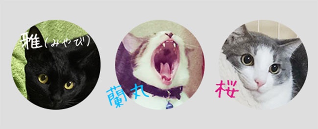 每款都想收集！日本超可愛的福貓便當只在這裡才有