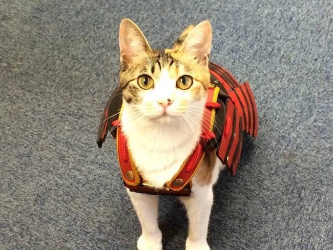 跪下吧!蠢萌貓孩狗友化身帥氣武士大人