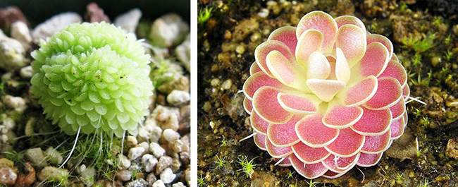 春夏居家除蟲幫手!4 種常見食蟲植物