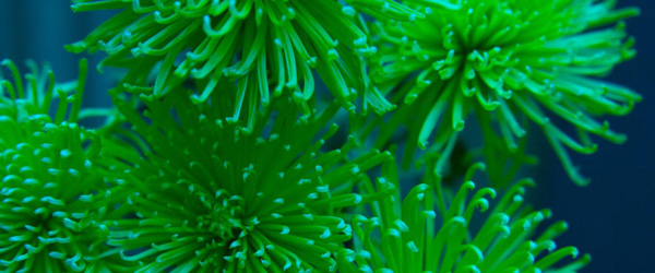 PANTONE®官方公布2013年度代表色：「Emerald」