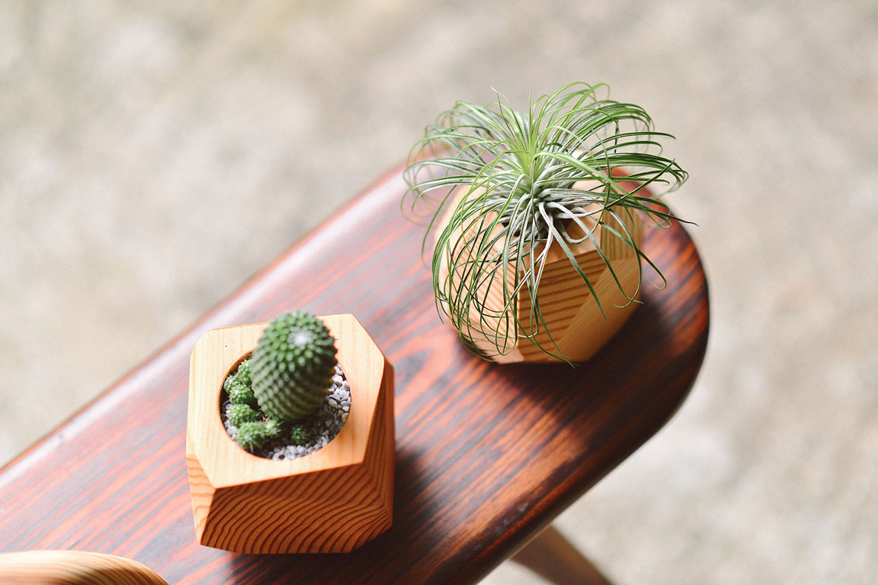 綠手指如何養成？綠意居家生活新手的指南、專家推薦 3 種輕鬆入門植物！