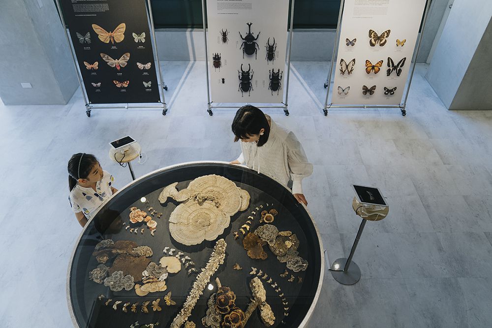 台中谷關「入關博物館」遊客中心新身！集結自然插畫、採集圖書館等4大亮點