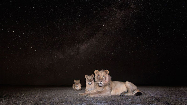 星空下野性畢露！非洲動物的半暝仔外拍