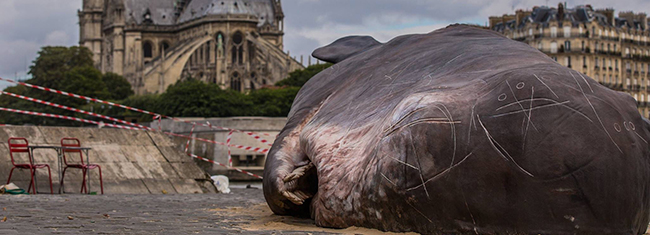 一覺醒來的震撼！抹香鯨「擱淺」塞納河畔