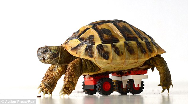 靠著樂高小車做復健，小小陸龜的奇妙輔助輪