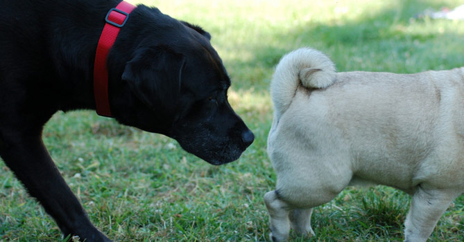 【長知識】為什麼狗狗都喜歡聞彼此的屁屁？