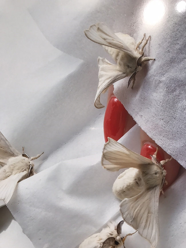 都市中的自然生態攝影 關於大野真人的「動」物寫真