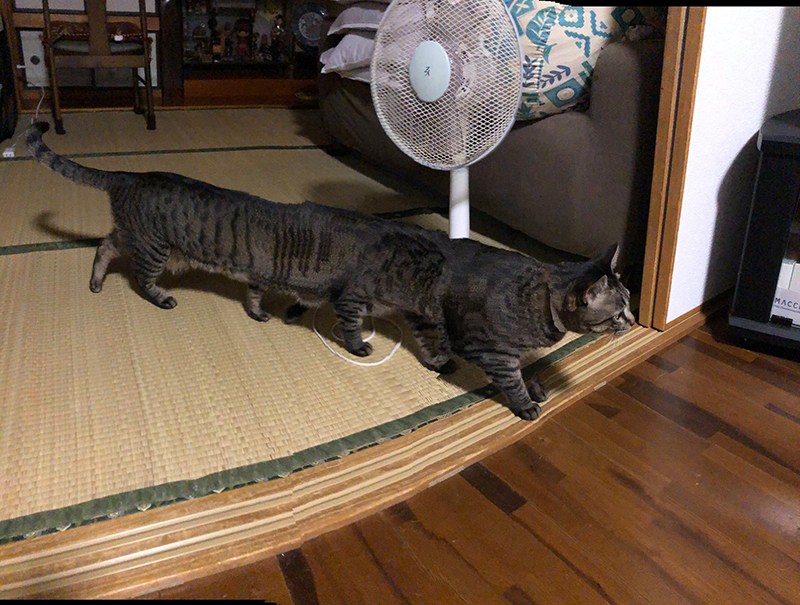 失敗 NG 照片影展?日本網友於 Twitter 串連起「#全日本失敗写真協会」活動,你手機裡一定也有一張