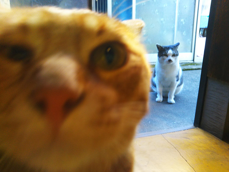 失敗 NG 照片影展?日本網友於 Twitter 串連起「#全日本失敗写真協会」活動,你手機裡一定也有一張