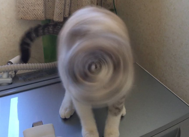 失敗 NG 照片影展?日本網友於 Twitter 串連起「#全日本失敗写真協会」活動,你手機裡一定也有一張