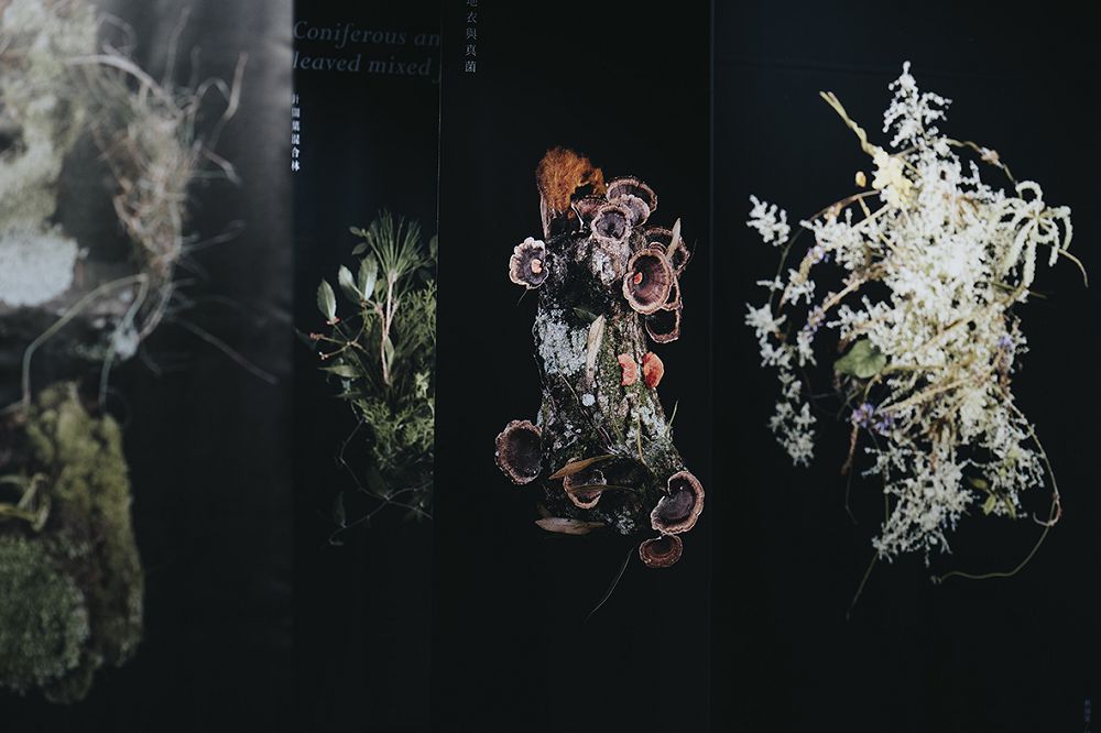 台中谷關「入關博物館」遊客中心新身！集結自然插畫、採集圖書館等4大亮點