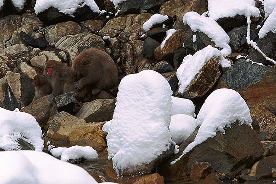 大自然動物隱身術!美國攝影師Art Wolfe考驗你眼力的「偽裝動物」保護色攝影