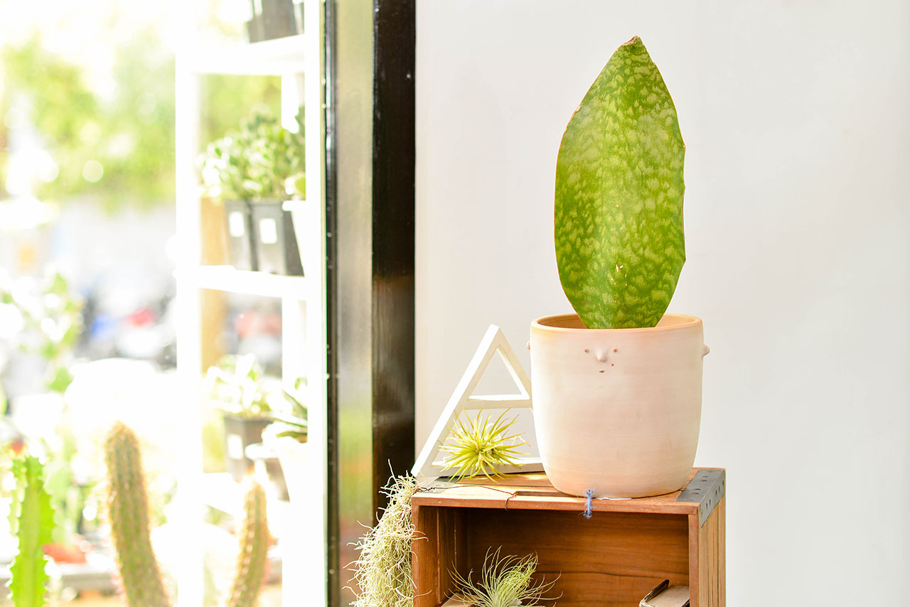 綠手指如何養成？綠意居家生活新手的指南、專家推薦 3 種輕鬆入門植物！