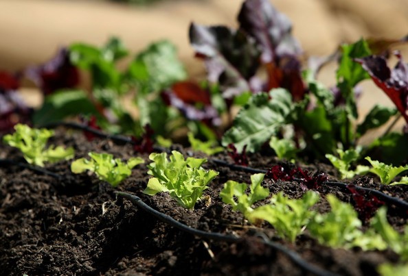 「他山之石，可以攻錯」，看美加市政花園改造