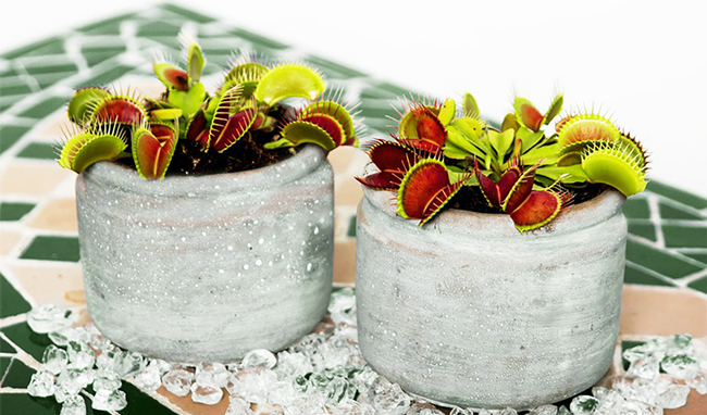 春夏居家除蟲幫手!4 種常見食蟲植物