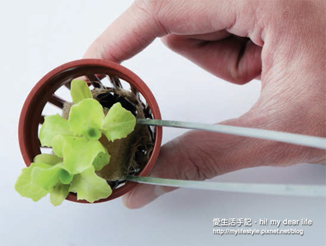 魚菜共生！超簡易～辦公室養魚種菜一次搞定