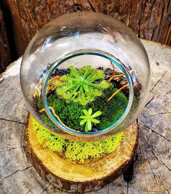 春夏居家除蟲幫手!4 種常見食蟲植物