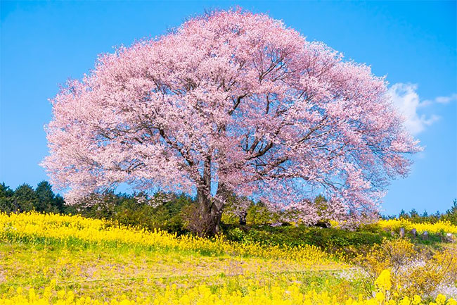 美到不可思議的粉色系花海!九州福岡博多市的海の中道海濱公園櫻花、粉蝶花盛放