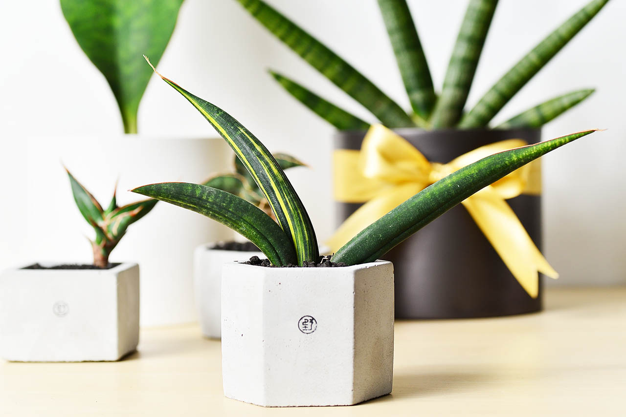 綠手指如何養成？綠意居家生活新手的指南、專家推薦 3 種輕鬆入門植物！