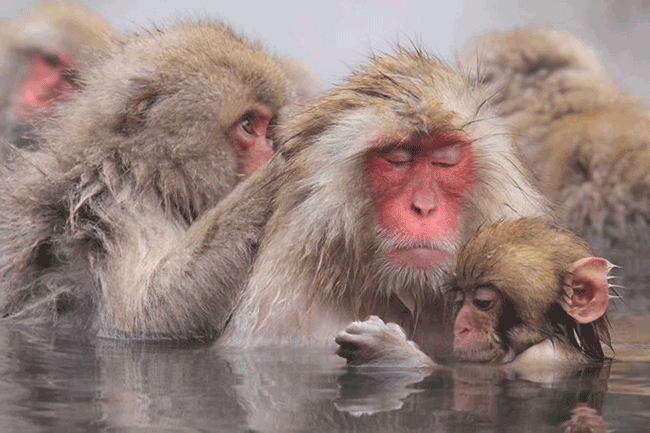 天氣冷，日本的動物也來泡湯！