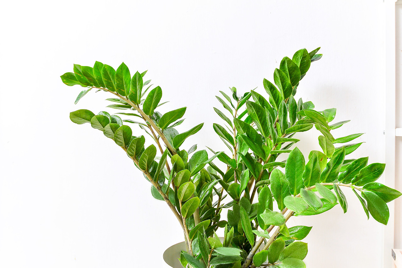 綠手指如何養成？綠意居家生活新手的指南、專家推薦 3 種輕鬆入門植物！