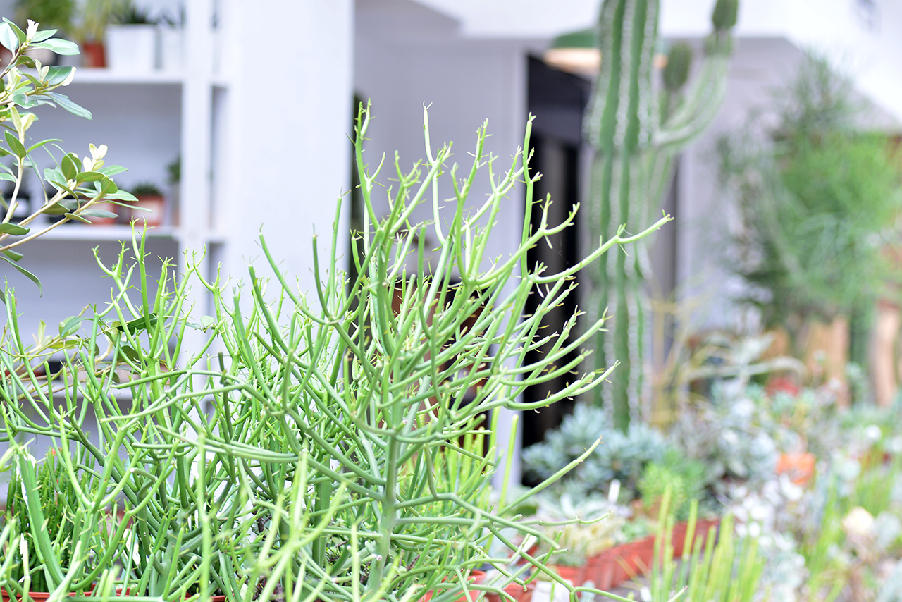 綠手指如何養成？綠意居家生活新手的指南、專家推薦 3 種輕鬆入門植物！