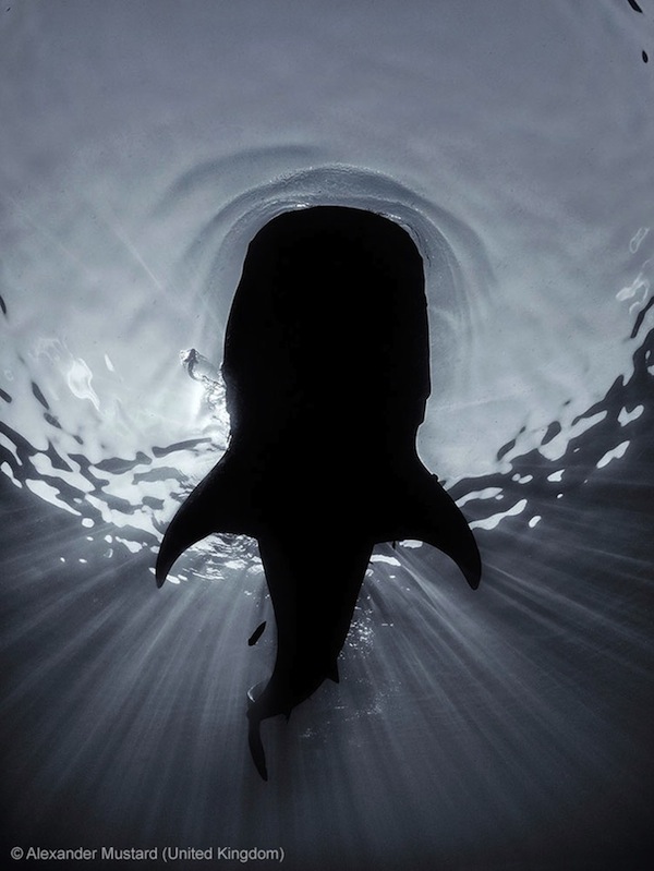 2013野生動物攝影大賞，寧靜卻充滿力量的自然之美