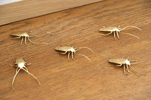 拿起拖鞋前先看仔細！鍍金的蟑螂雕塑（慎入：內有大量蟑螂）