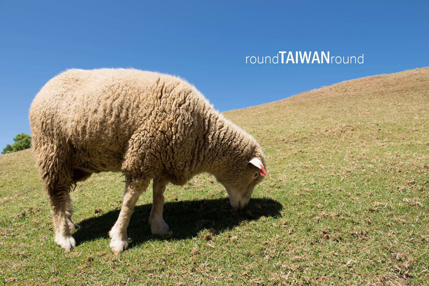 【台灣旅行】和動物們共度週末！全台十大牧場