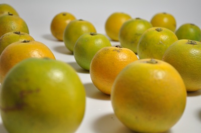 無農藥自然農法，許一個安全食物的未來