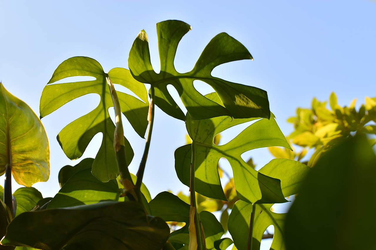 綠手指如何養成？綠意居家生活新手的指南、專家推薦 3 種輕鬆入門植物！