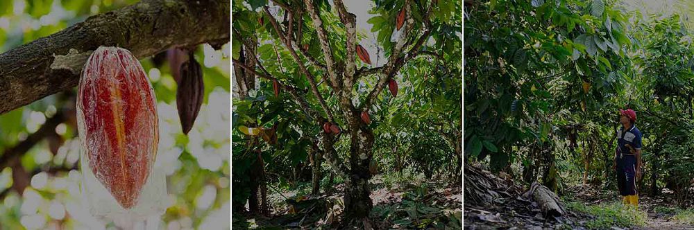 日本推「ECOLATE」永續巧克力！廢棄可可豆殼、葉子、樹枝成森林風味巧克力