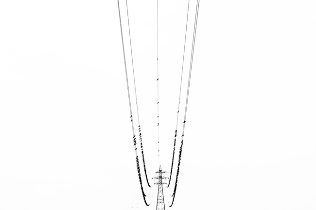 復仇的樂章！驚悚的東京黑鳥六線譜