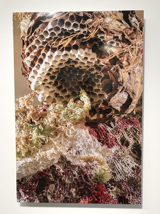 都市中的自然生態攝影 關於大野真人的「動」物寫真