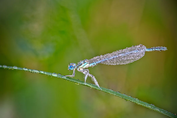 如水晶藝品般的昆蟲微距攝影