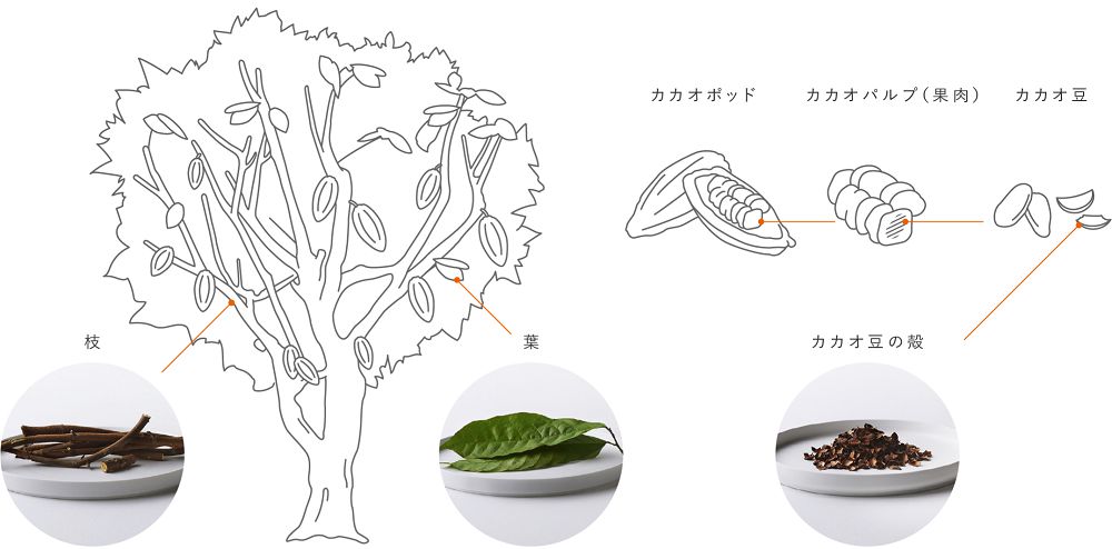 日本推「ECOLATE」永續巧克力！廢棄可可豆殼、葉子、樹枝成森林風味巧克力