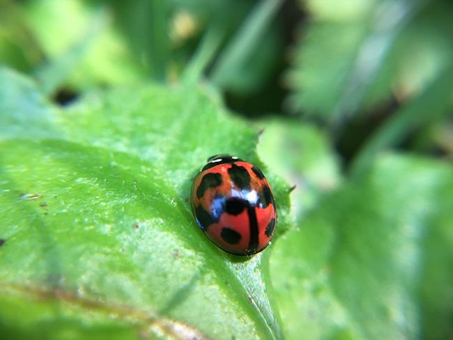 SNAP! 7 保護手機還能花式玩攝影，外接鏡頭用過就回不去啦！